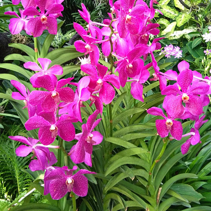 Phuket Orchid Farm
