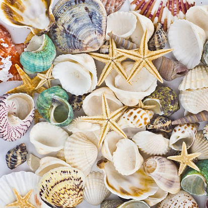 Phuket Seashell Museum